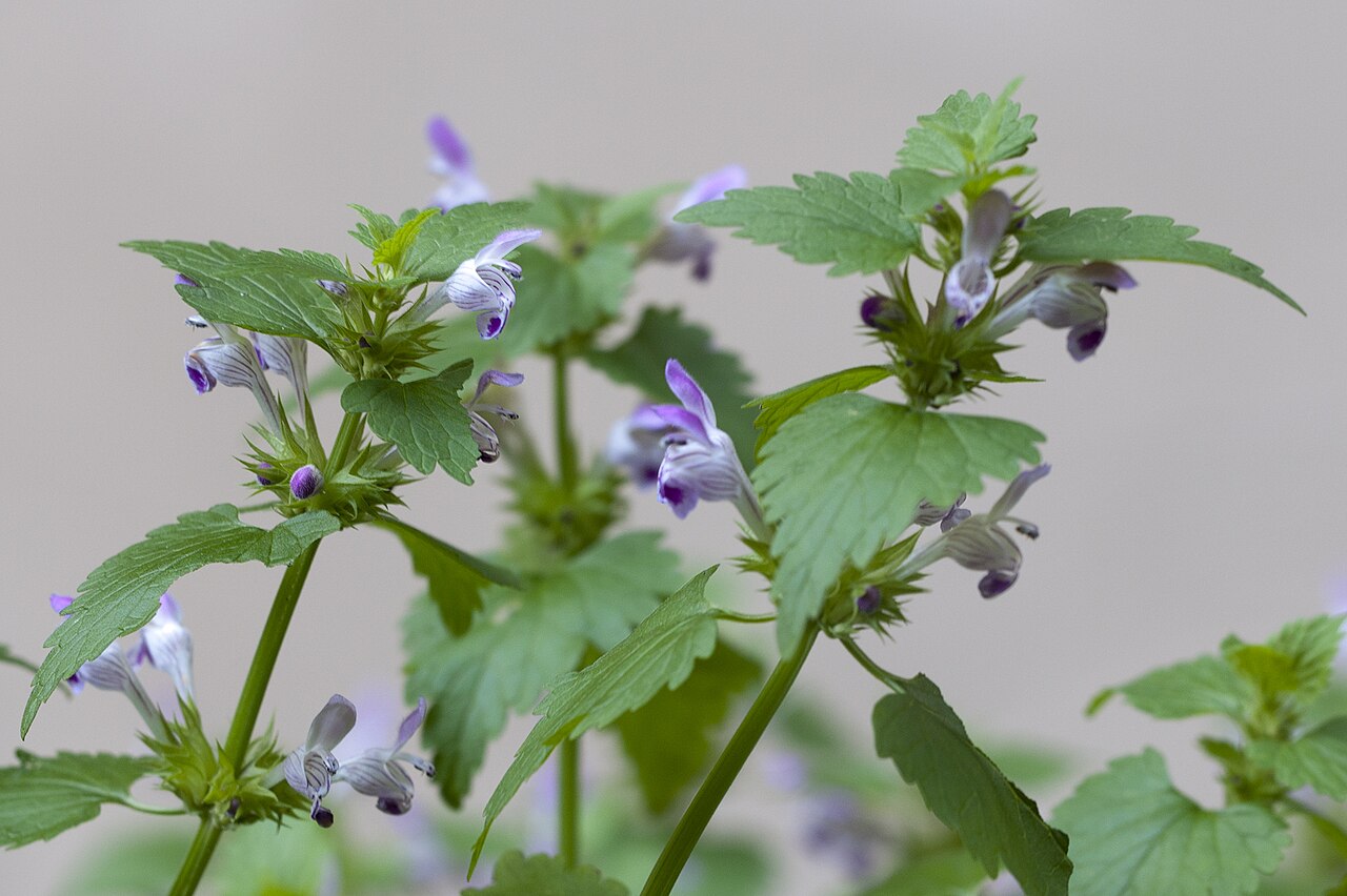 Lamium garganicum: Lamium garganicum at the Canyon Kapıkaya. Karaisalı - Adana, Turkey.