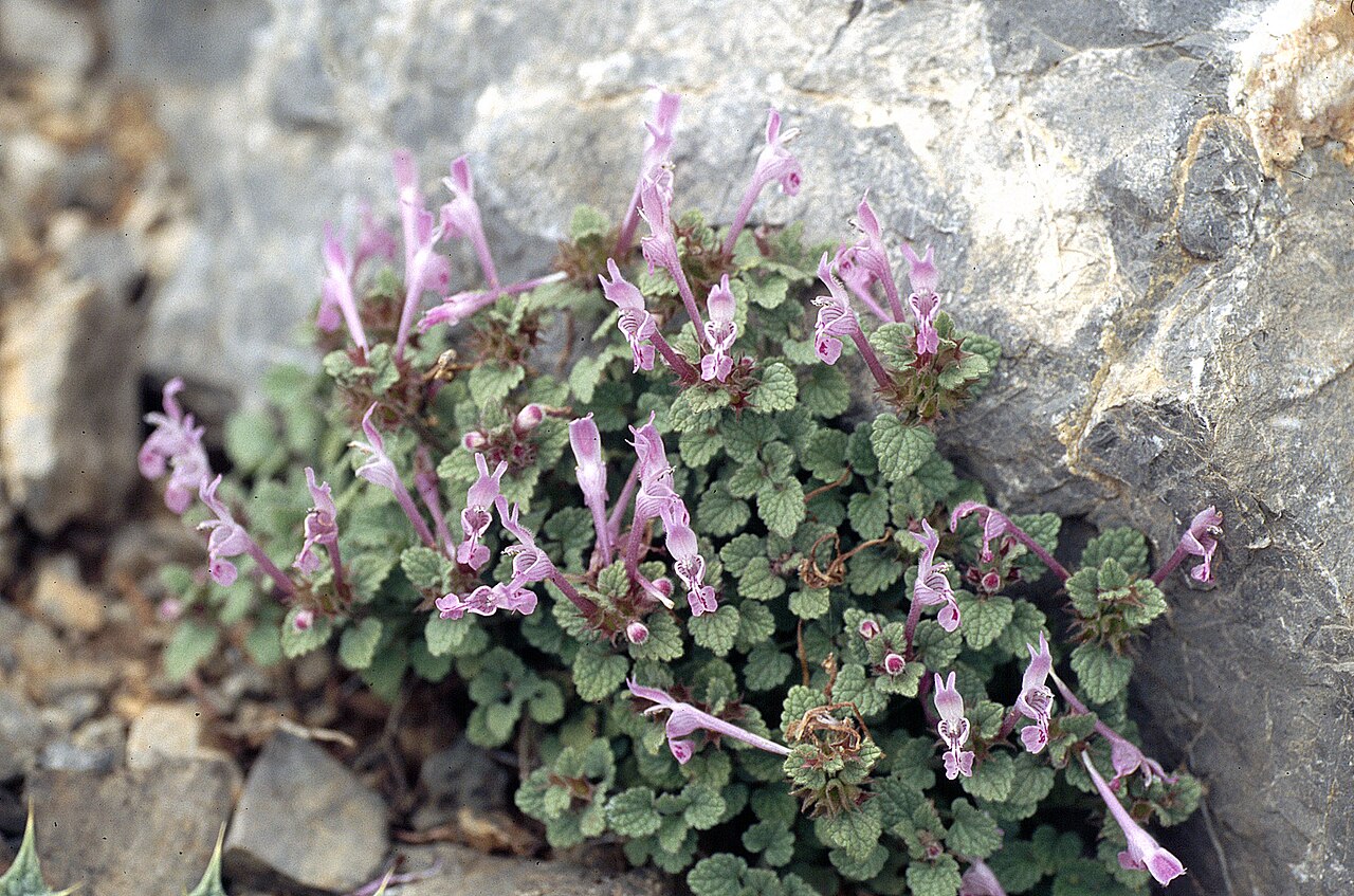 Lamium garganicum: Lamium microphyllum im Mittleren Taurus