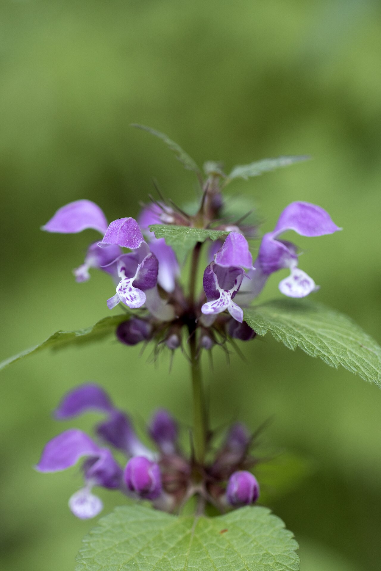 Lamium garganicum: Dead-nettles ( Lamium sp. ). in Saimbeyli - Adana, Turkey.