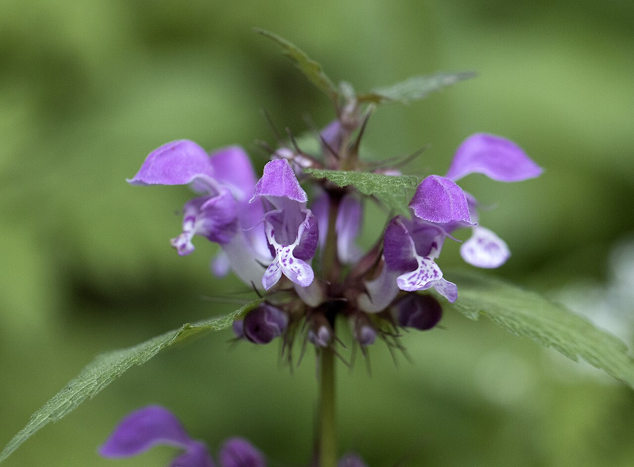 Lamium garganicum: Dead-nettles ( Lamium sp. ). in Saimbeyli - Adana, Turkey.