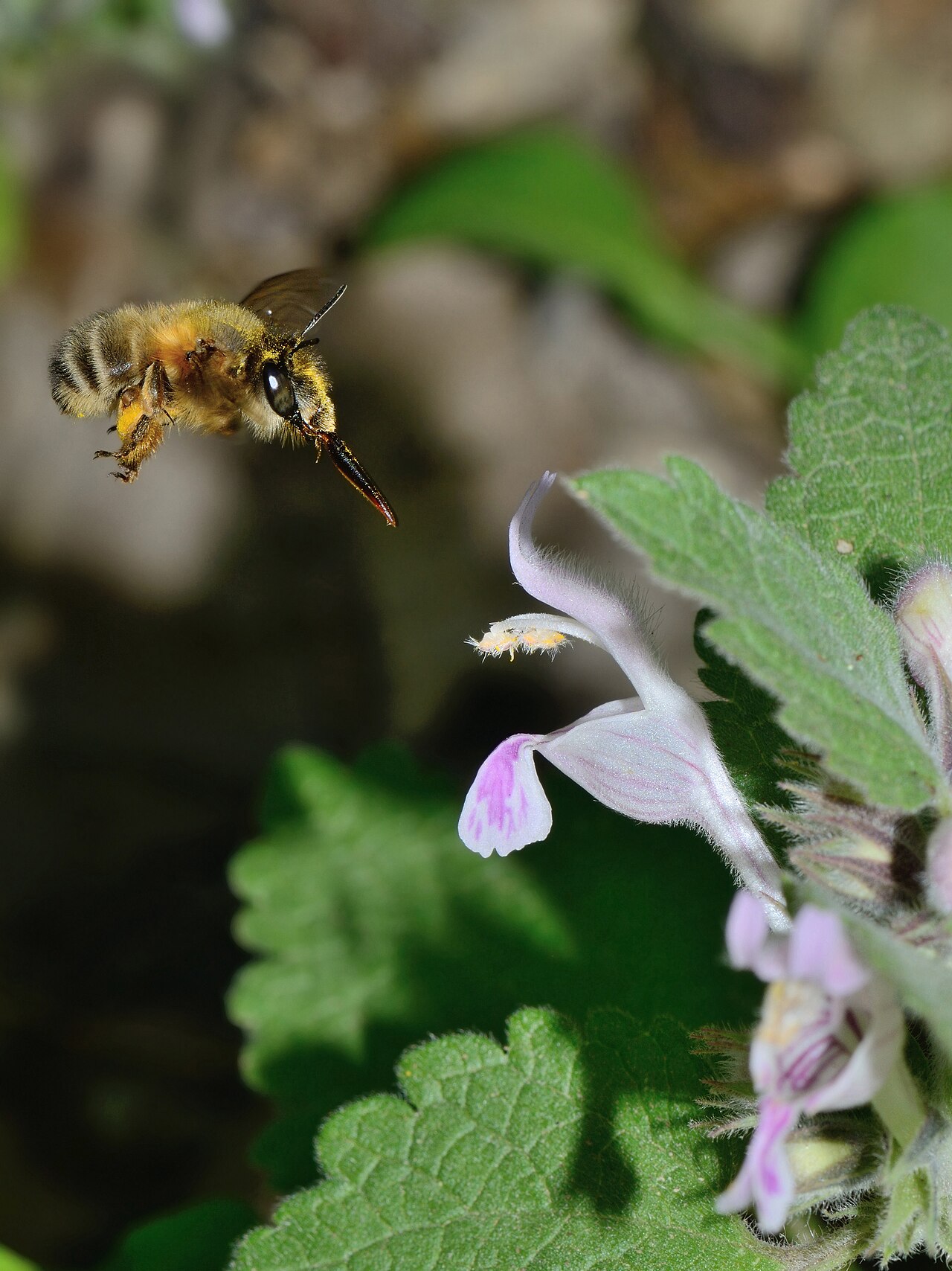 Lamium garganicum: Anthophora sp., female approaching a Lamium garganicum flower, Mount Meron, Israel, April 20, 2012.