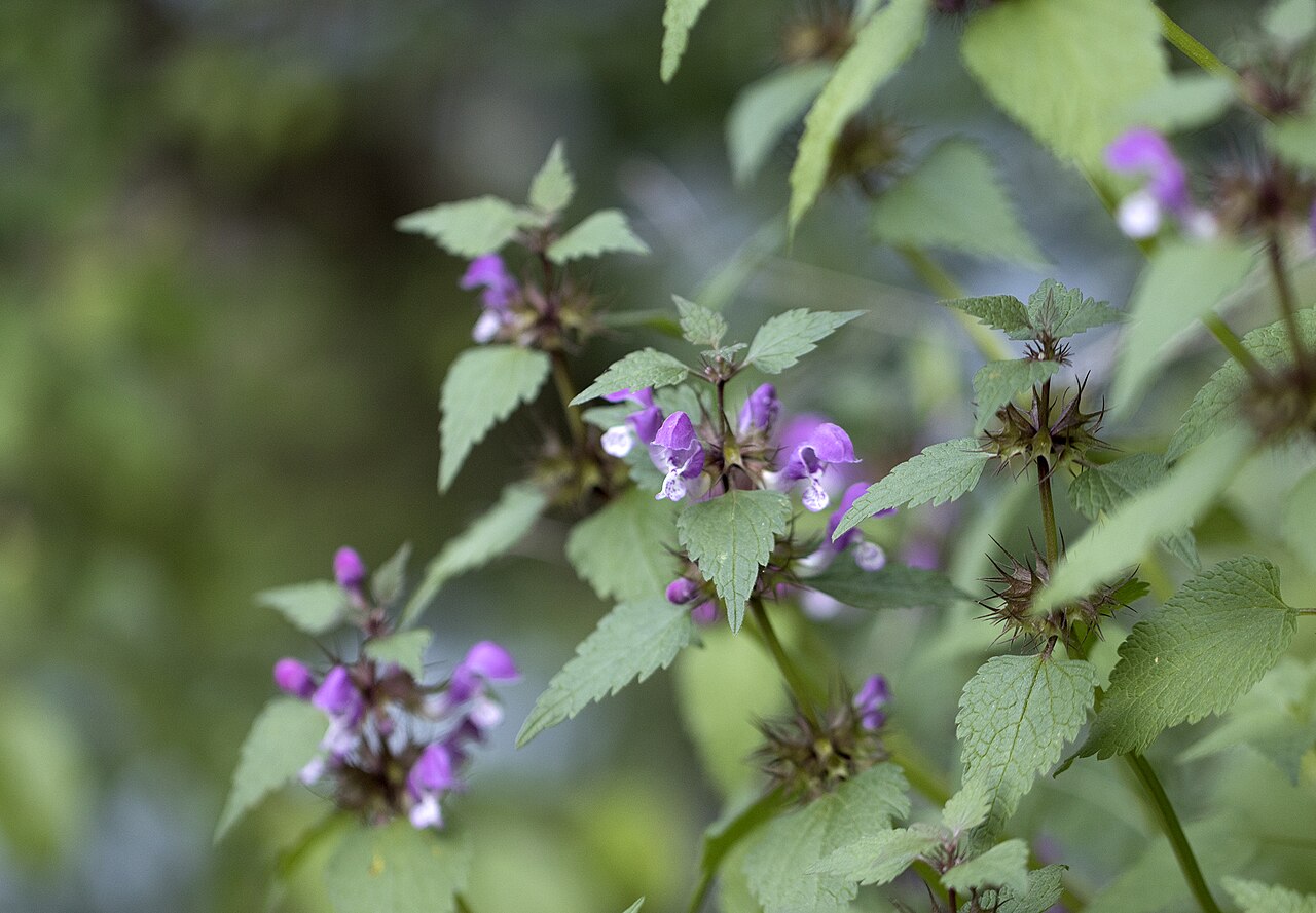 Lamium garganicum: A bombus nectaring on dead-nettles ( Lamium sp. ). in Saimbeyli - Adana, Turkey.