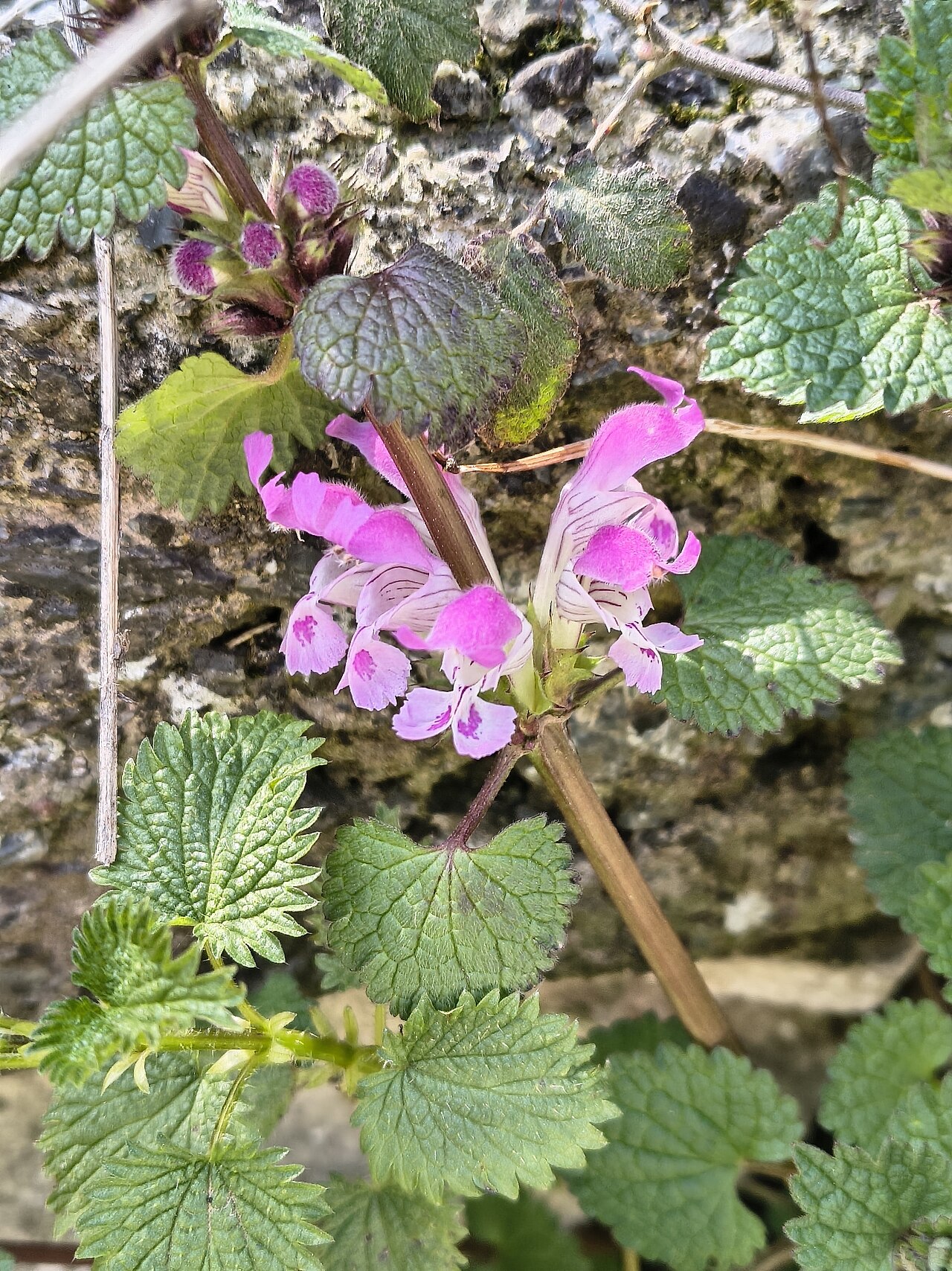 Lamium garganicum: Lamium garganicum — Field observation from Valtesiniko 220 10, Grekland, Greece. Collected by tylototriton (2026-03-12). Recorded in GBIF occurrence 6178630372