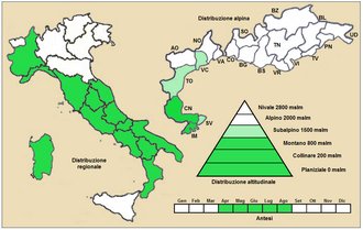Lamium garganicum: Lamium garganicum - Distribuzione