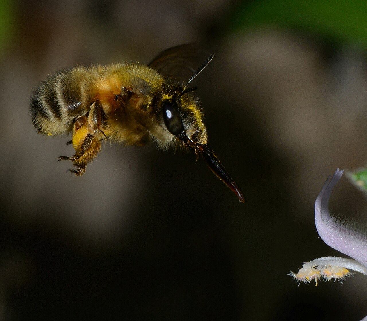 Lamium garganicum: Anthophora sp., female approaching a Lamium garganicum flower, Mount Meron, Israel, April 20, 2012.