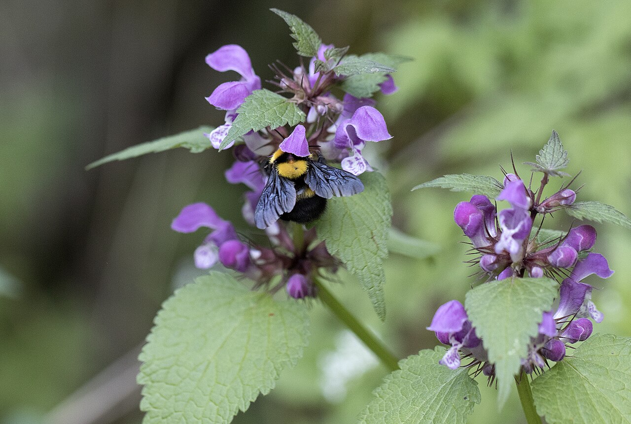 Lamium garganicum: Dead-nettles ( Lamium sp. ). in Saimbeyli - Adana, Turkey.