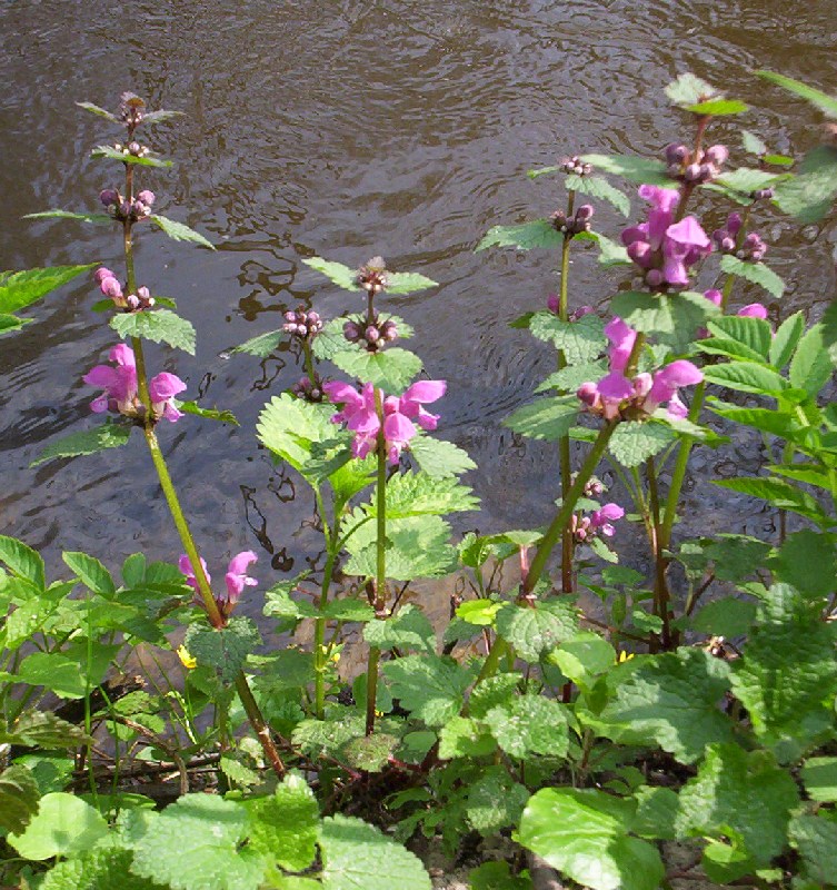 Spotted henbit: Lamium maculatum growing in forest by river Pisia , near Żyrardów , Eastern Masovia, Poland .