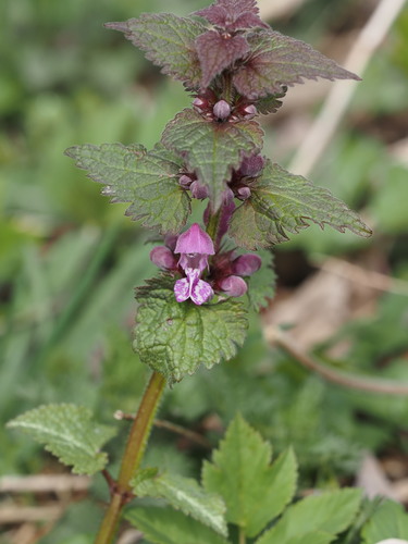 Spotted henbit (Lamium maculatum)