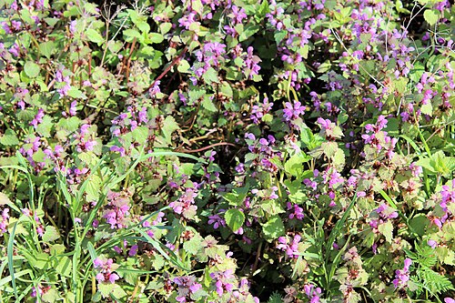 Spotted henbit: Adersleben (Wegeleben), Lamium maculatum