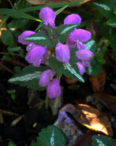 Spotted henbit (Lamium maculatum)