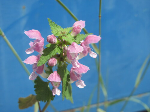 Spotted henbit (Lamium maculatum)