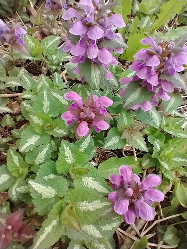 Spotted henbit (Lamium maculatum)