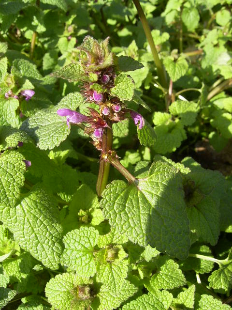 Spotted henbit: paarse dovenetel, Gouda, park, begin maart.