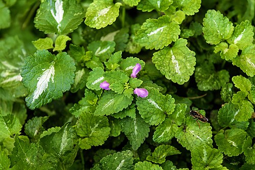 Spotted henbit: Lamium maculatum - Leaves
