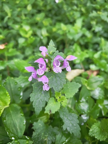 Spotted henbit (Lamium maculatum)