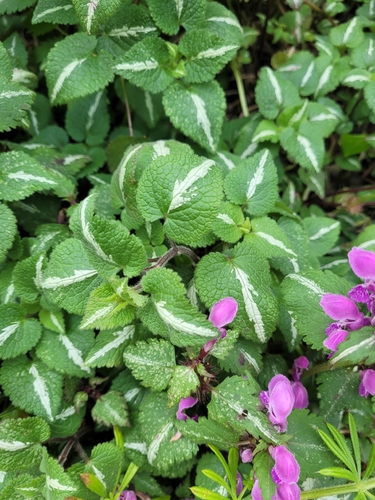 Spotted henbit (Lamium maculatum)