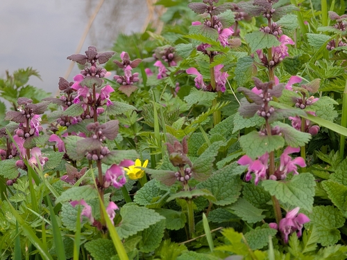 Spotted henbit (Lamium maculatum)