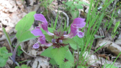 Spotted henbit (Lamium maculatum)