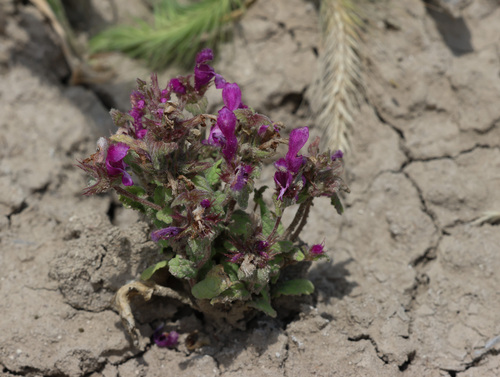 Lamium orientale (Lamium orientale)