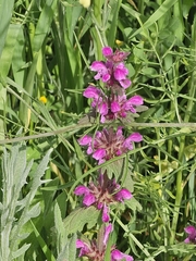 Lamium orientale (Lamium orientale)