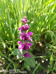 Lamium orientale (Lamium orientale)