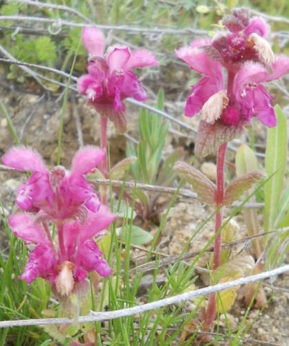Lamium orientale (Lamium orientale)