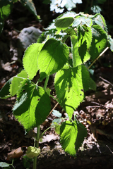 Lamium orvala (Lamium orvala)
