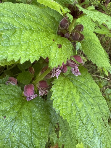 Lamium orvala (Lamium orvala)