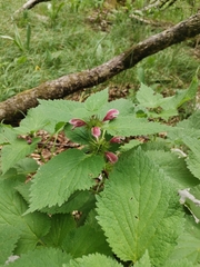 Lamium orvala (Lamium orvala)