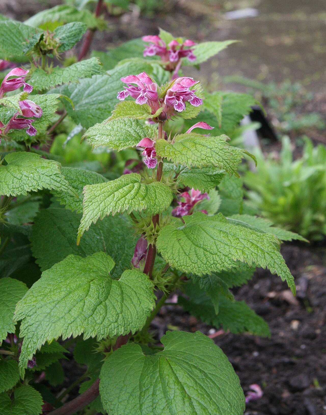 Lamium orvala: Lamium orvala im Botanischen Garten Köln
