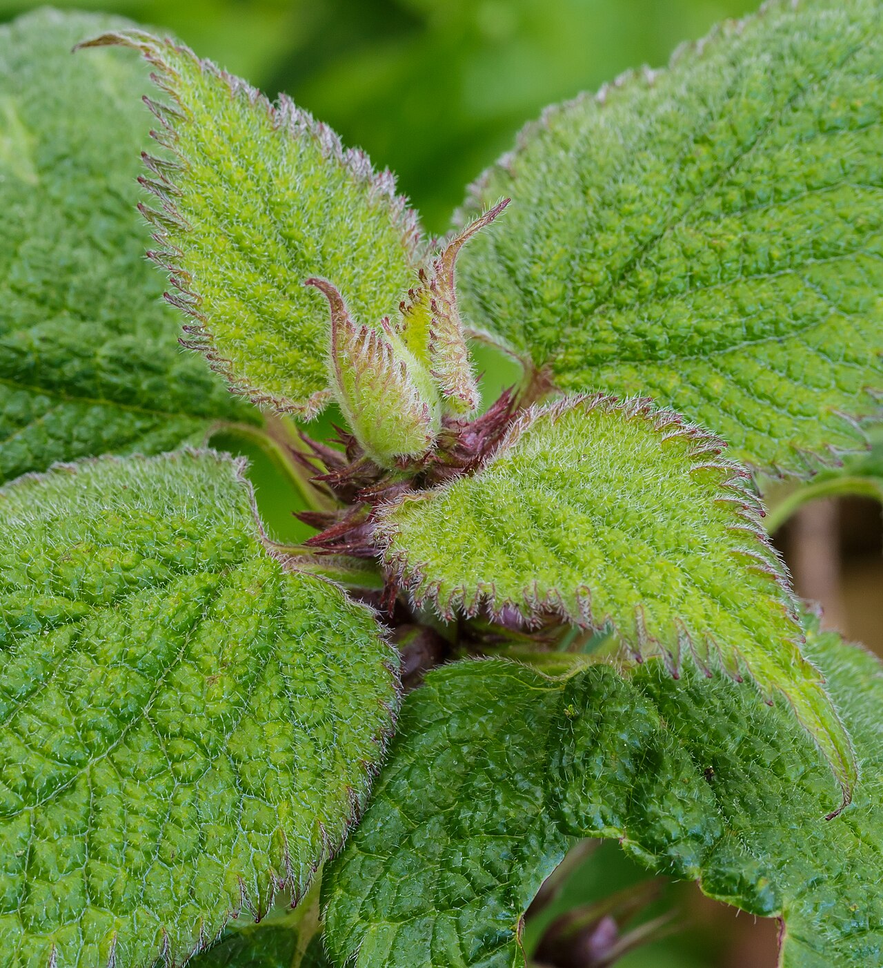 Lamium orvala: Leaf Development of Lamium orvala . Valuable perennial for in partial shade. Location, Tuinreservaat Jonkervallei in the Netherlands.