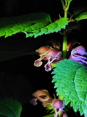 Lamium orvala (Lamium orvala)