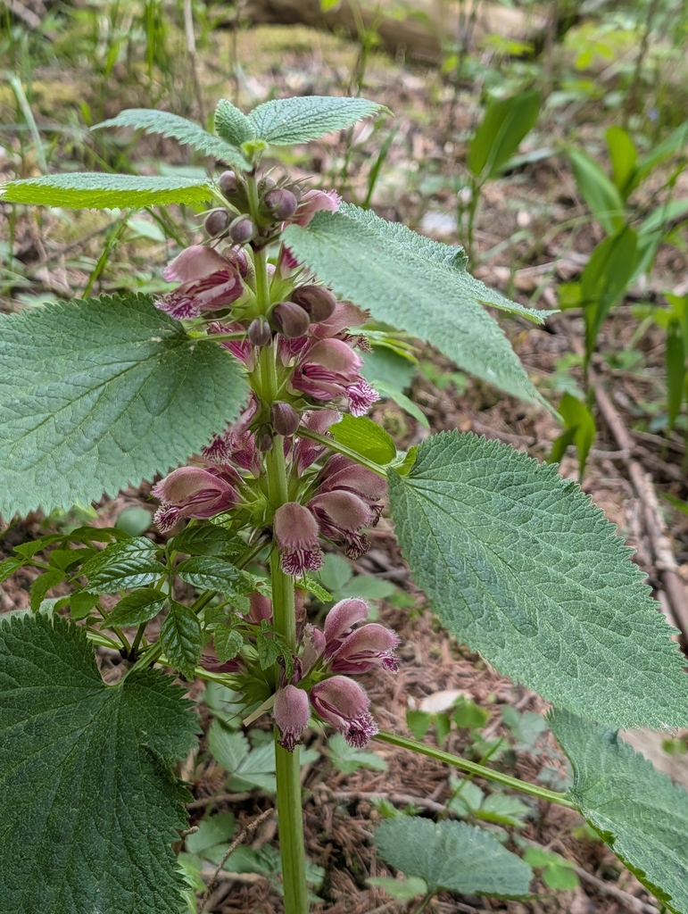 Lamium orvala (Lamium orvala)