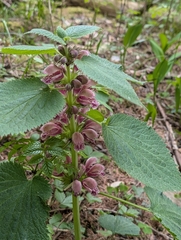 Lamium orvala (Lamium orvala)