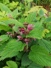 Lamium orvala (Lamium orvala)