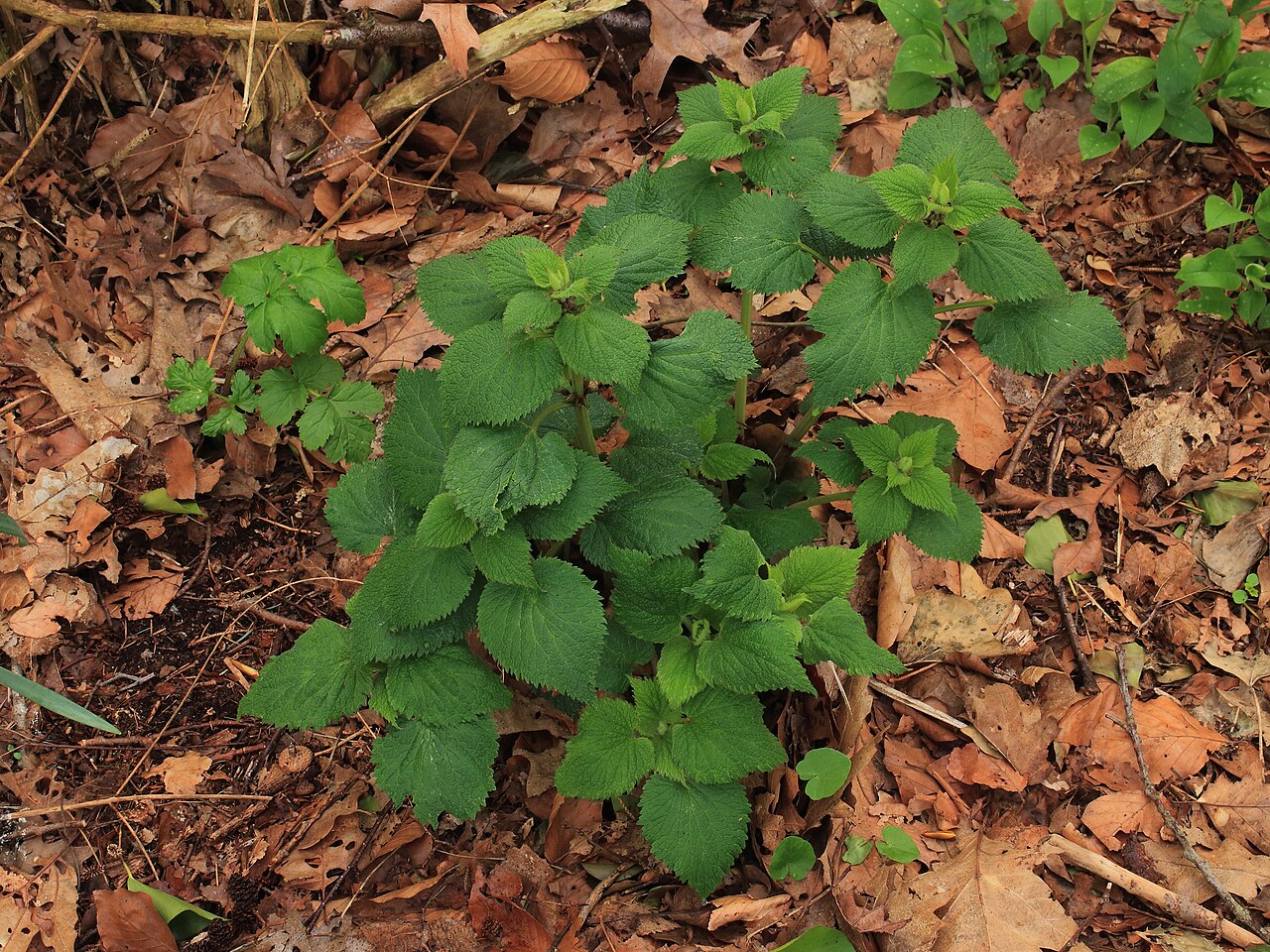 Lamium orvala: Lamium orvala . Valuable perennial for in partial shade.