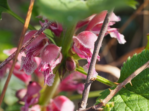 Lamium orvala (Lamium orvala)