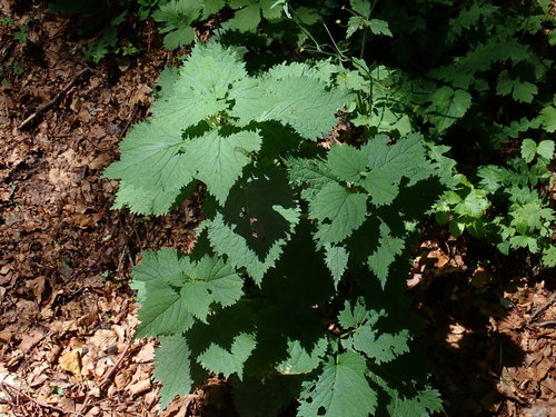 Lamium orvala (Lamium orvala)