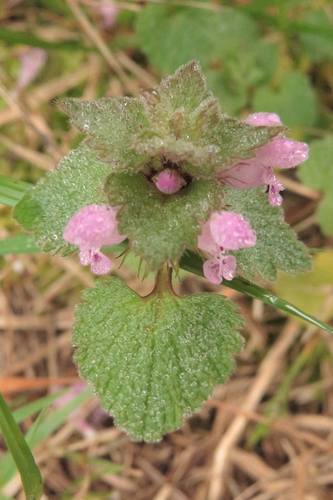 Red dead-nettle (Lamium purpureum)