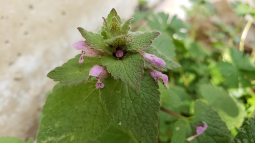 Red dead-nettle (Lamium purpureum)
