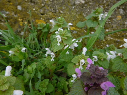 Red dead-nettle (Lamium purpureum)