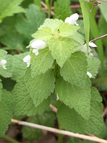 Red dead-nettle (Lamium purpureum)