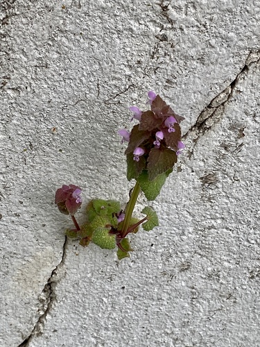 Red dead-nettle (Lamium purpureum)