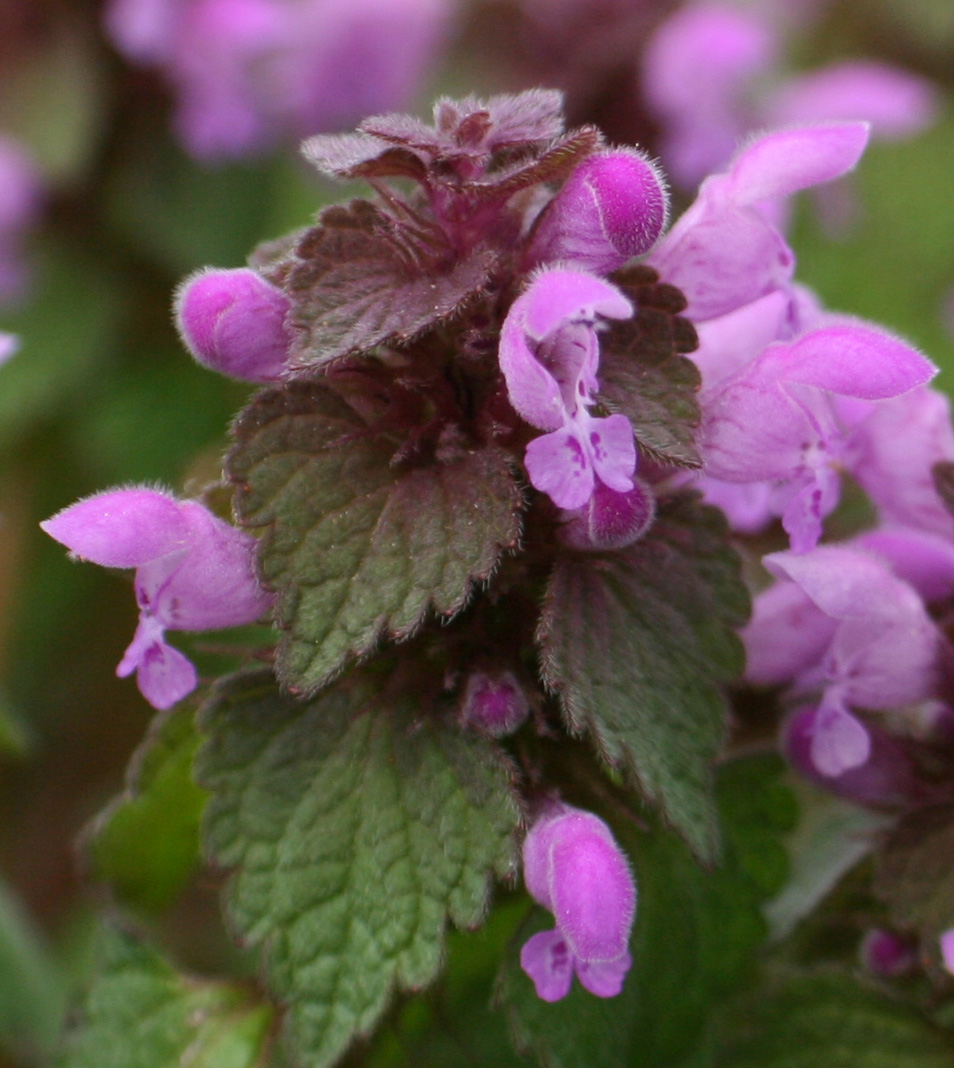 Red dead-nettle: Lamium purpureum growing in a large colony along the Colonial Parkway near Jamestown, Virginia
