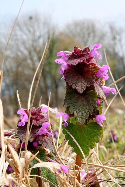 Red dead-nettle: Falsa ortica purpurea - Località : Pellegai, Mel (BL), 503 m s.l.m.