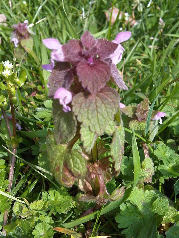 Red dead-nettle: Red Deadnettle , Purple Deadnettle , or Purple Archangel (Lamium purpureum) in Kew Gardens, England.