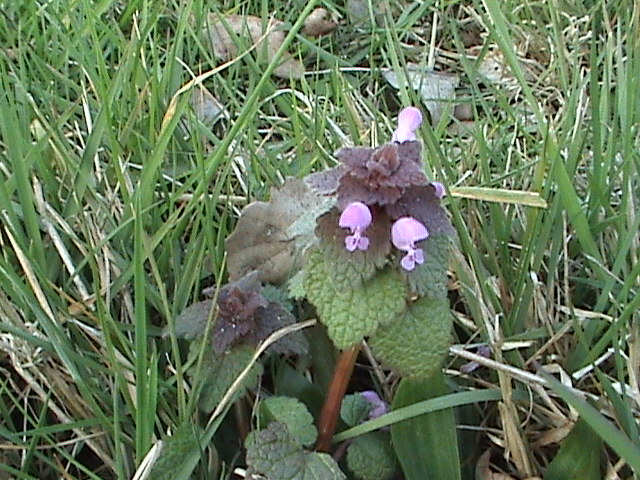 Red dead-nettle: Lamium purpureum