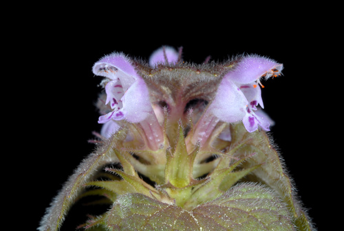 Red dead-nettle (Lamium purpureum)