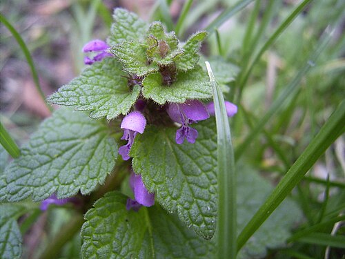 Red dead-nettle (Lamium purpureum)
