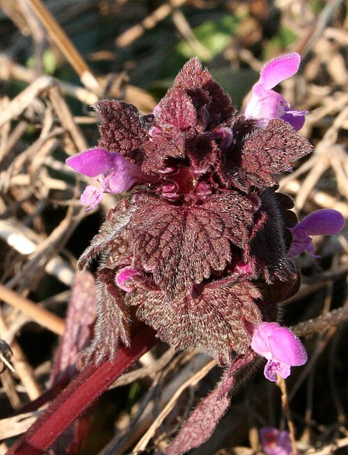 Red dead-nettle: Falsa ortica purpurea - Località : Cesa, Limana (BL), 330 m s.l.m.